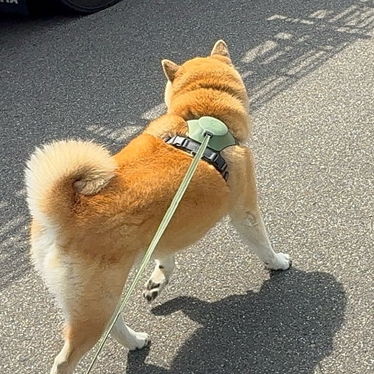 もちごめ soukai_4973360340184
