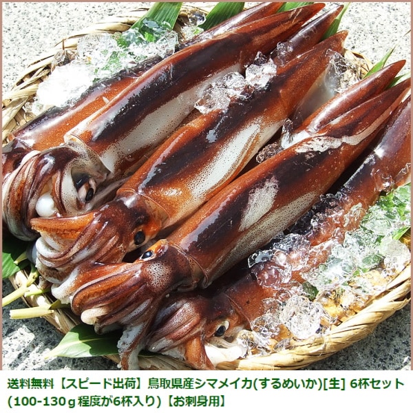 送料無料【スピード出荷】鳥取県産シマメイカ(するめいか)[生] 5杯セット(130-190g程度が5杯入り)（胴寸26センチ程度）【お刺身用】