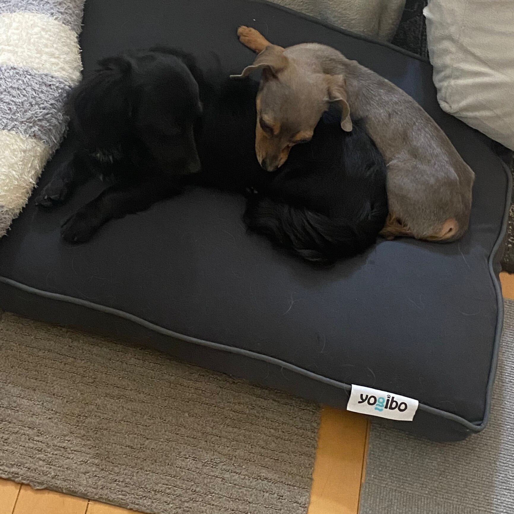 小型犬サイズのペットベッド Yogibo Doggybo Mini ( ヨギボードギボー 