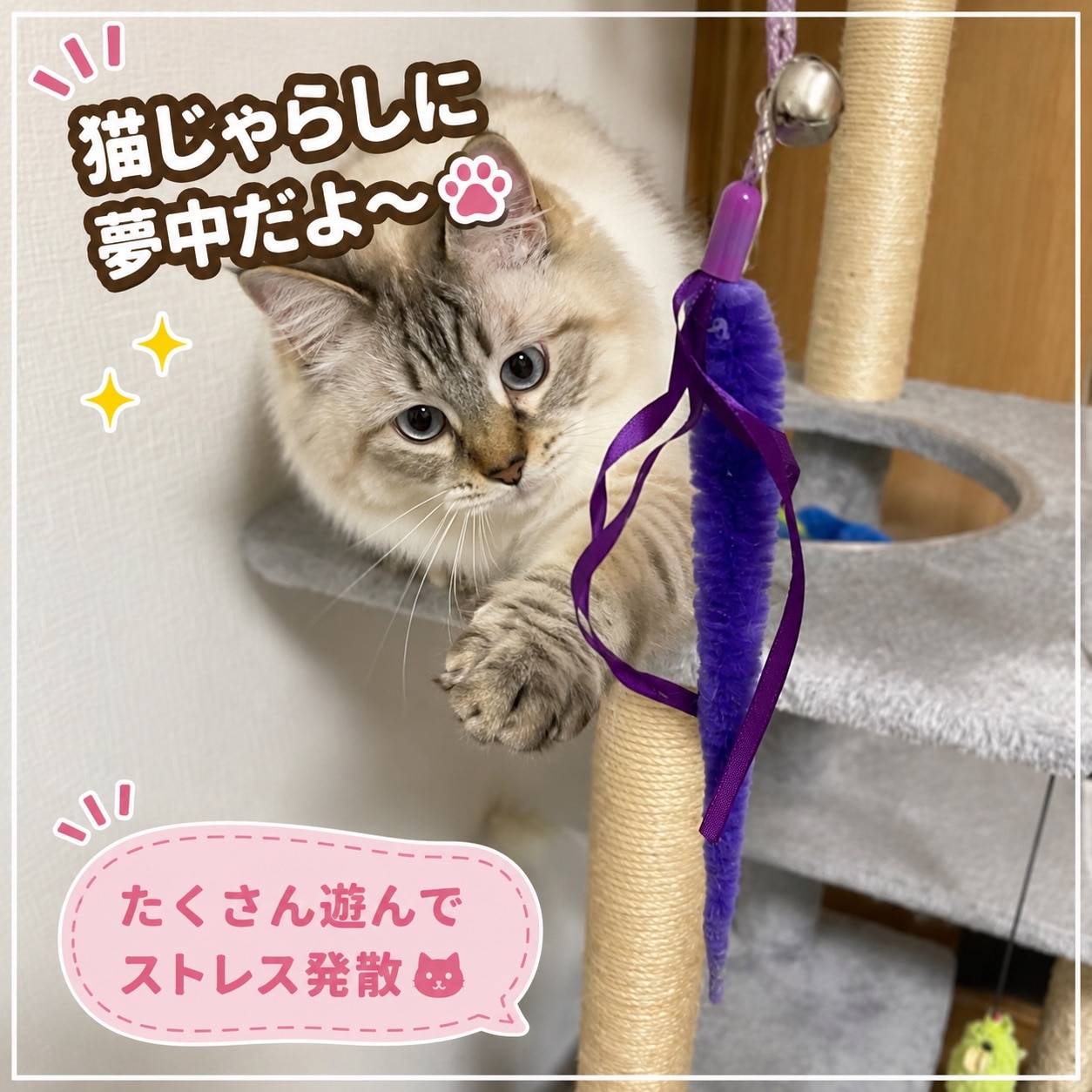 帝塚山ハウンドカム 歯石取りペンチ 犬用 猫用 ステンレス 全長11cm