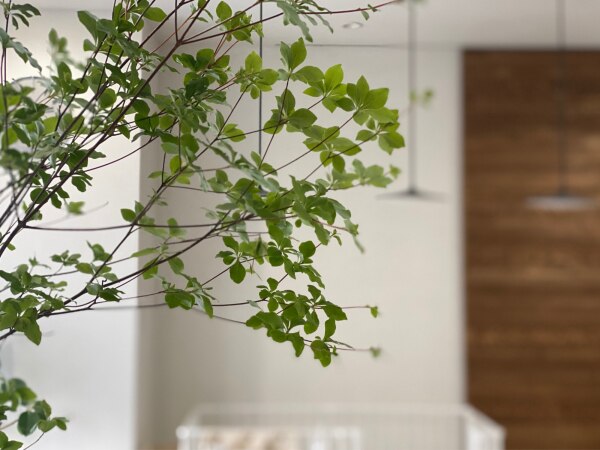 生花 ドウダンツツジ 枝物 1m程度 5本