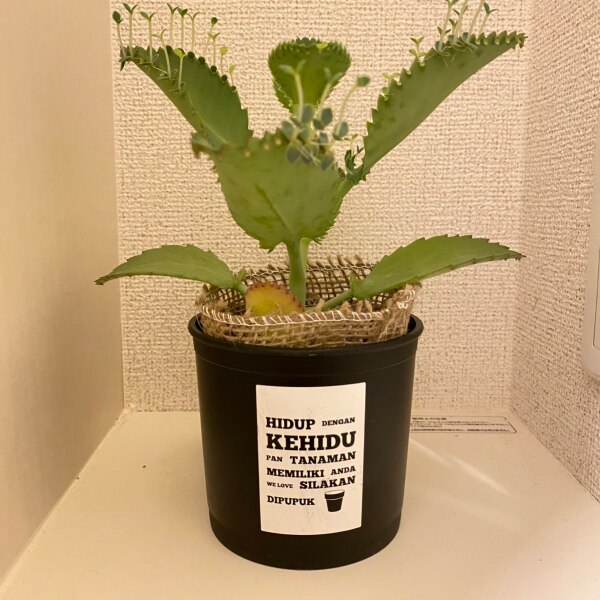 子宝草 妊娠縁起物 多肉植物子供いっぱいに ガーデニング