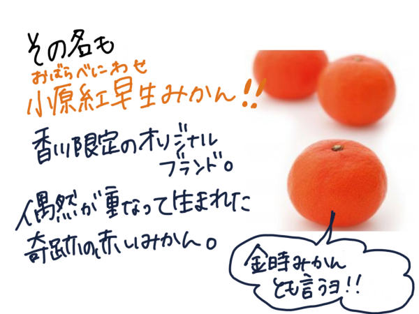 即出荷】 香川県産 小原紅早生みかん5kg お歳暮や贈答品に送料無料 notimundo.com.ec