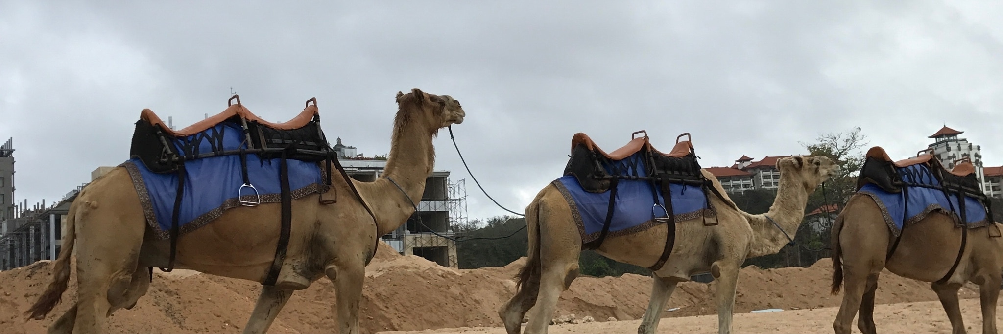 まゆりん ご購入ありがとうございますのroom 欲しい に出会える