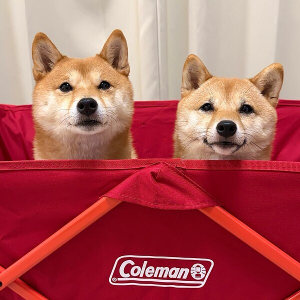 コールマン（Coleman） キャリーワゴン アウトドアワゴン 収納 運搬 