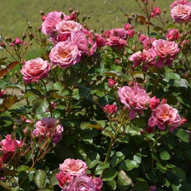 冬季大苗】バラ苗 あおいのうえ【葵の上】 国産苗 6号鉢植え品［農林