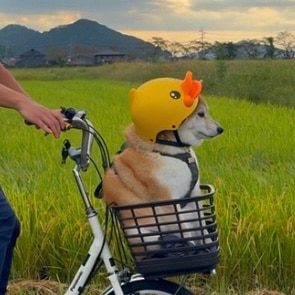 もちごめ兄弟 のROOM - 欲しい! に出会える。