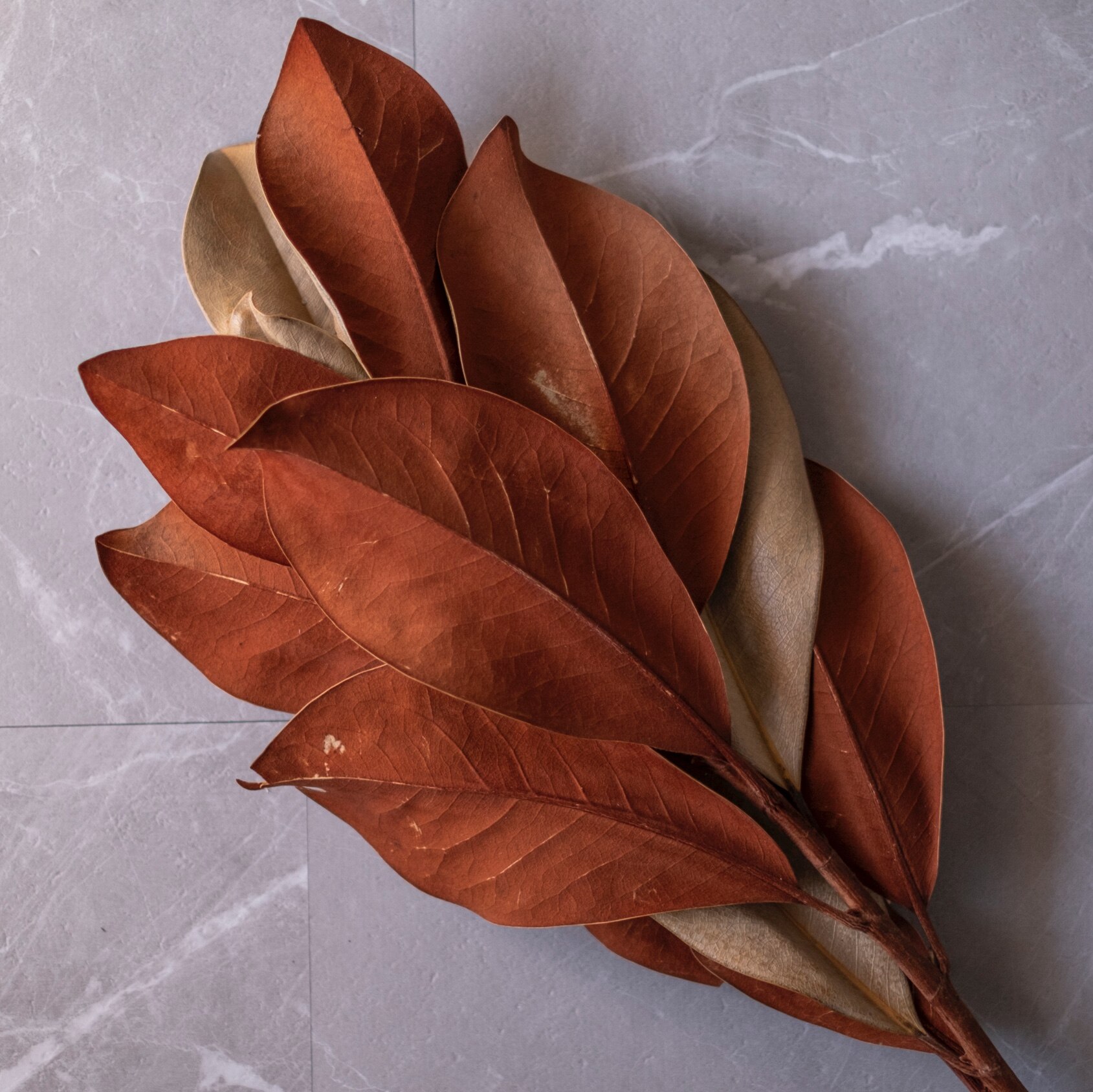 ドライフラワー❇️マグノリア❣️ マグノリア ドライフラワー クリームホワイト2本セット – マリー