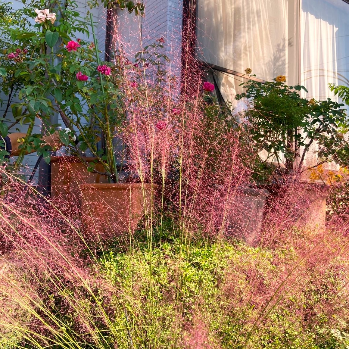 花苗 宿根草 ムーレンベルギア カピラリス 1鉢 苗 3〜3.5号【お届け中