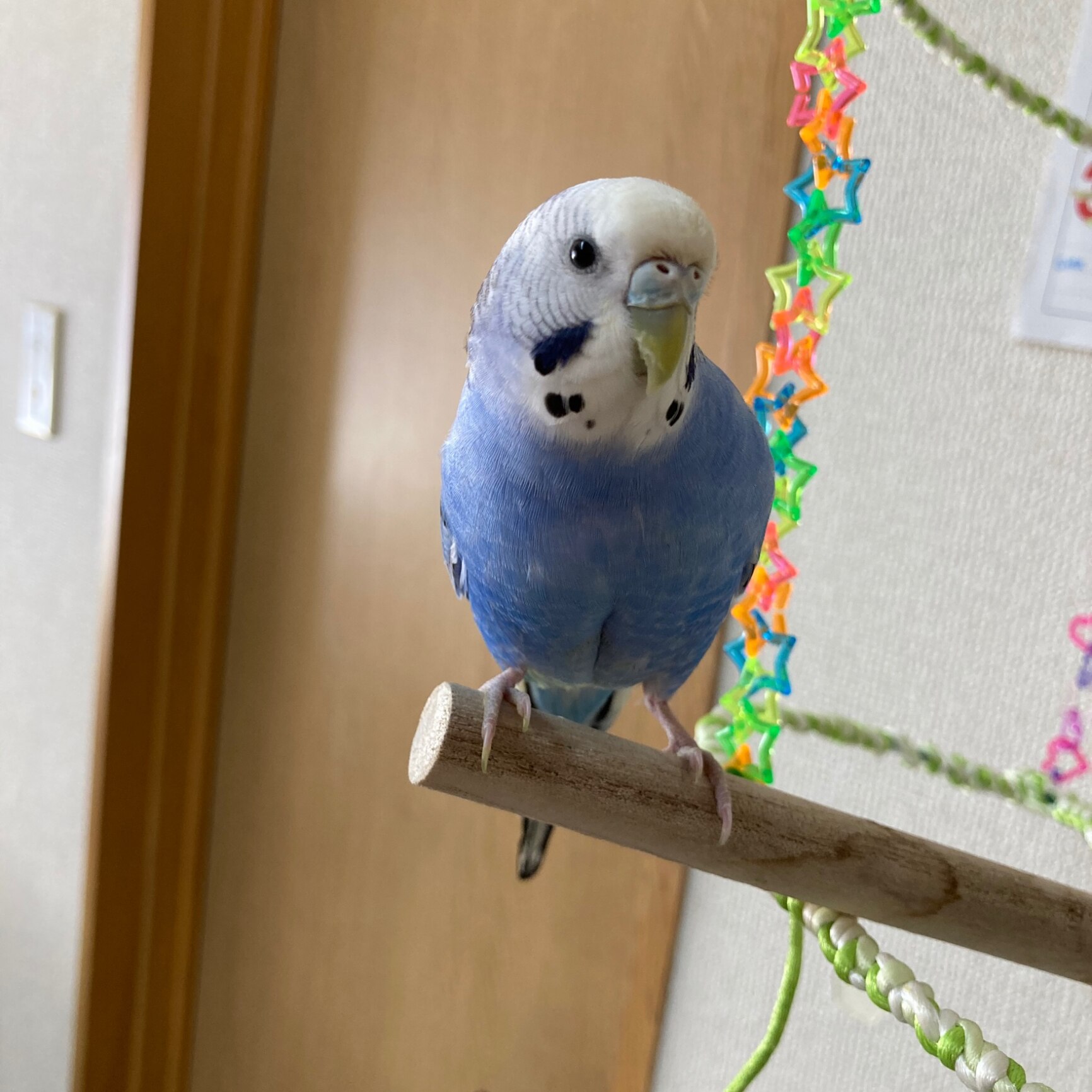 セキセイインコ イラスト ゴム印 角印 16mm 油性インク 対応 かわいい 鳥 インコ バード 動物 雑貨 グッズ ハンコ スタンプ 可愛い プレゼント オリジナル 耐油 ギフト 贈り物 買い回り ポイント消化 送料無料 クリスマス Room 欲しい に出会える セキセイインコ イラスト ゴム印 角印 16mm 油性インク 対応 かわいい 鳥 インコ バード 動物 雑貨 グッズ ハンコ スタンプ 可愛い プレゼント オリジナル 耐油 ギフト 贈り物 買い回り ポイント消化 送料無料 クリスマス Room 欲しい に出会える