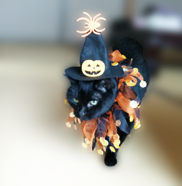 猫洋服 ハロウィン コスプレ 魔女 二点セット 魔女コスチューム 猫用