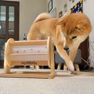 柴犬りんご郎 Familyのroom 欲しい に出会える 柴犬りんご郎 Familyのroom 欲しい に出会える