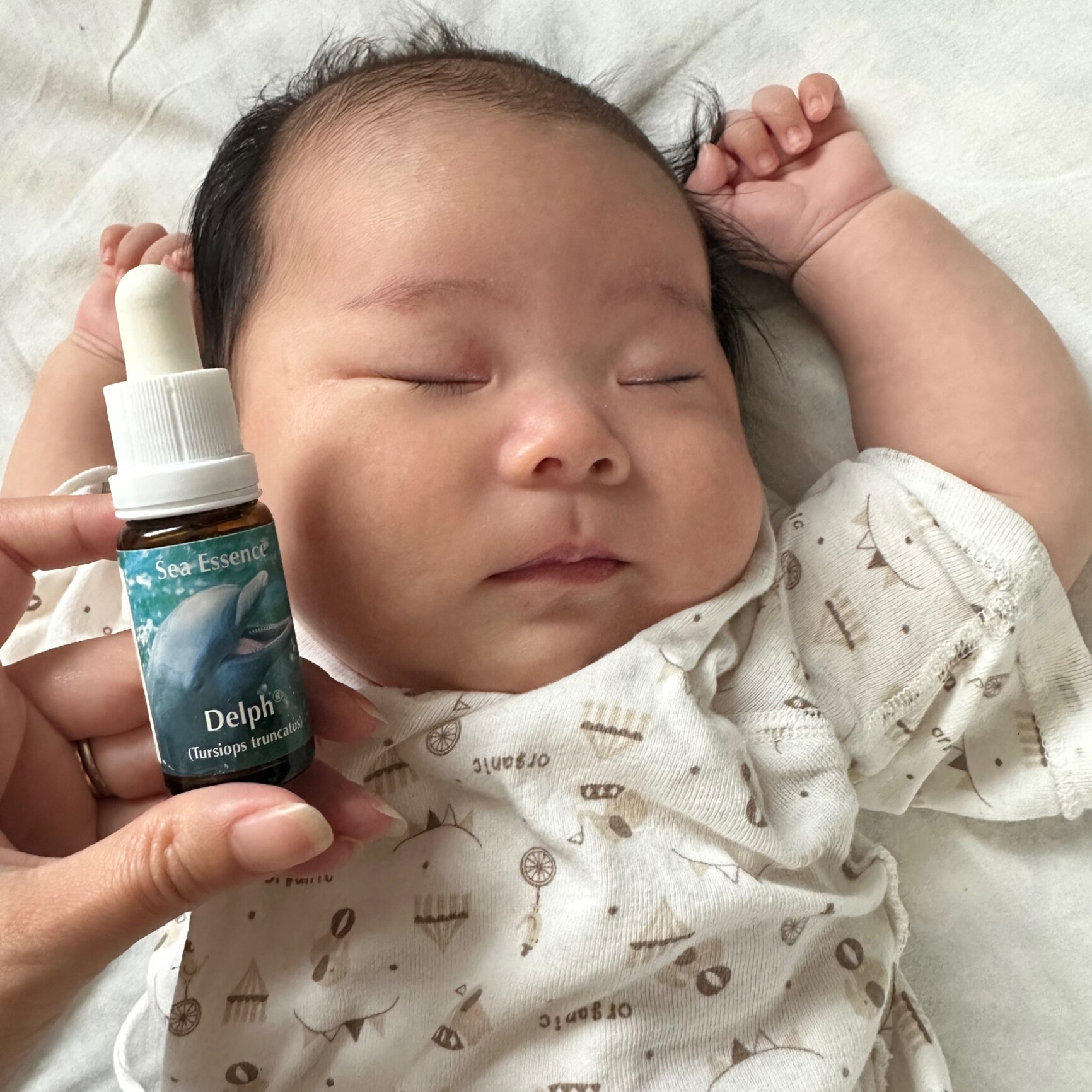 楽天スーパーSALEポイント5倍＆最大2222円割引クーポン配布中】イルカ