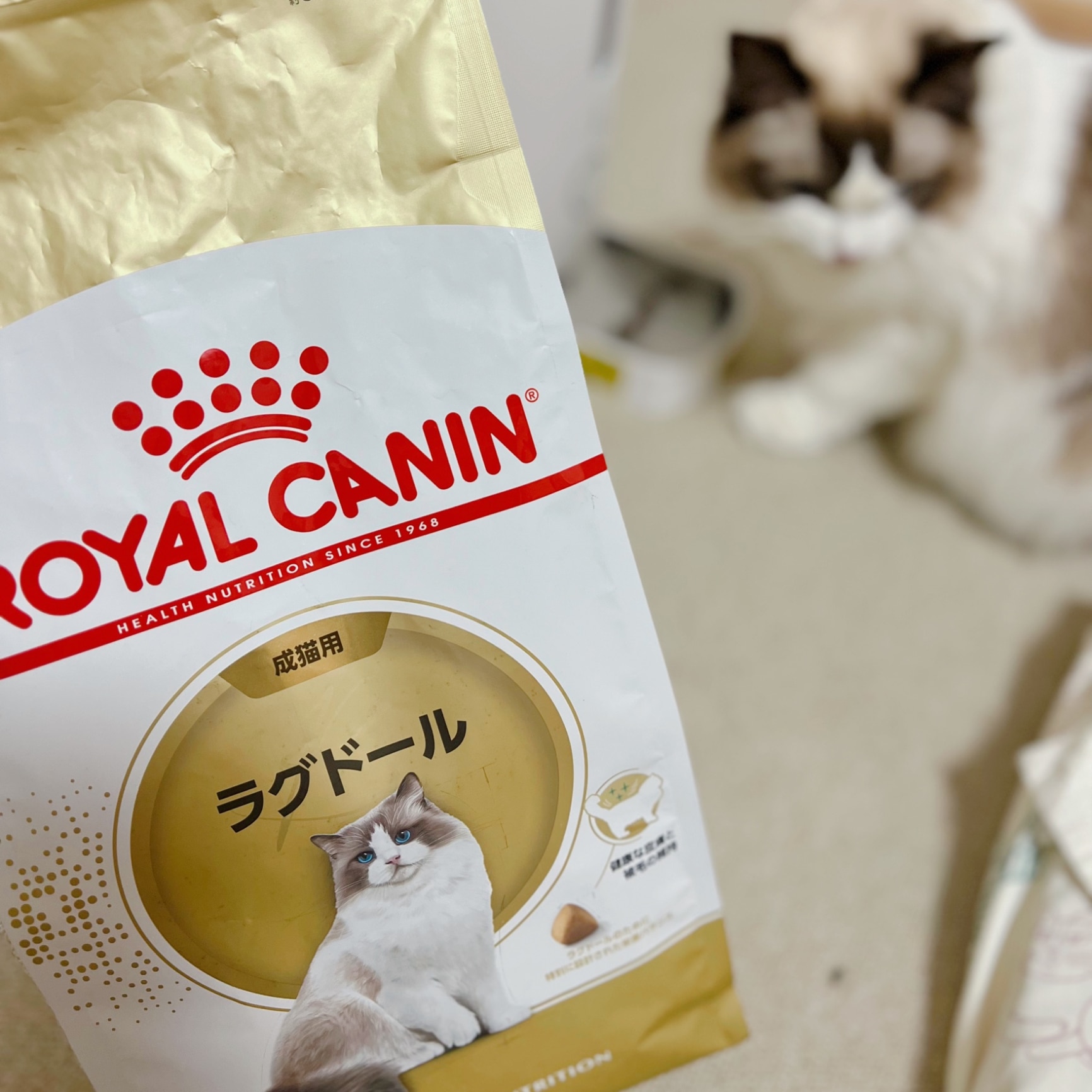 全国送料無料】ロイヤルカナン ラグドール 専用フード 成猫用 2kg