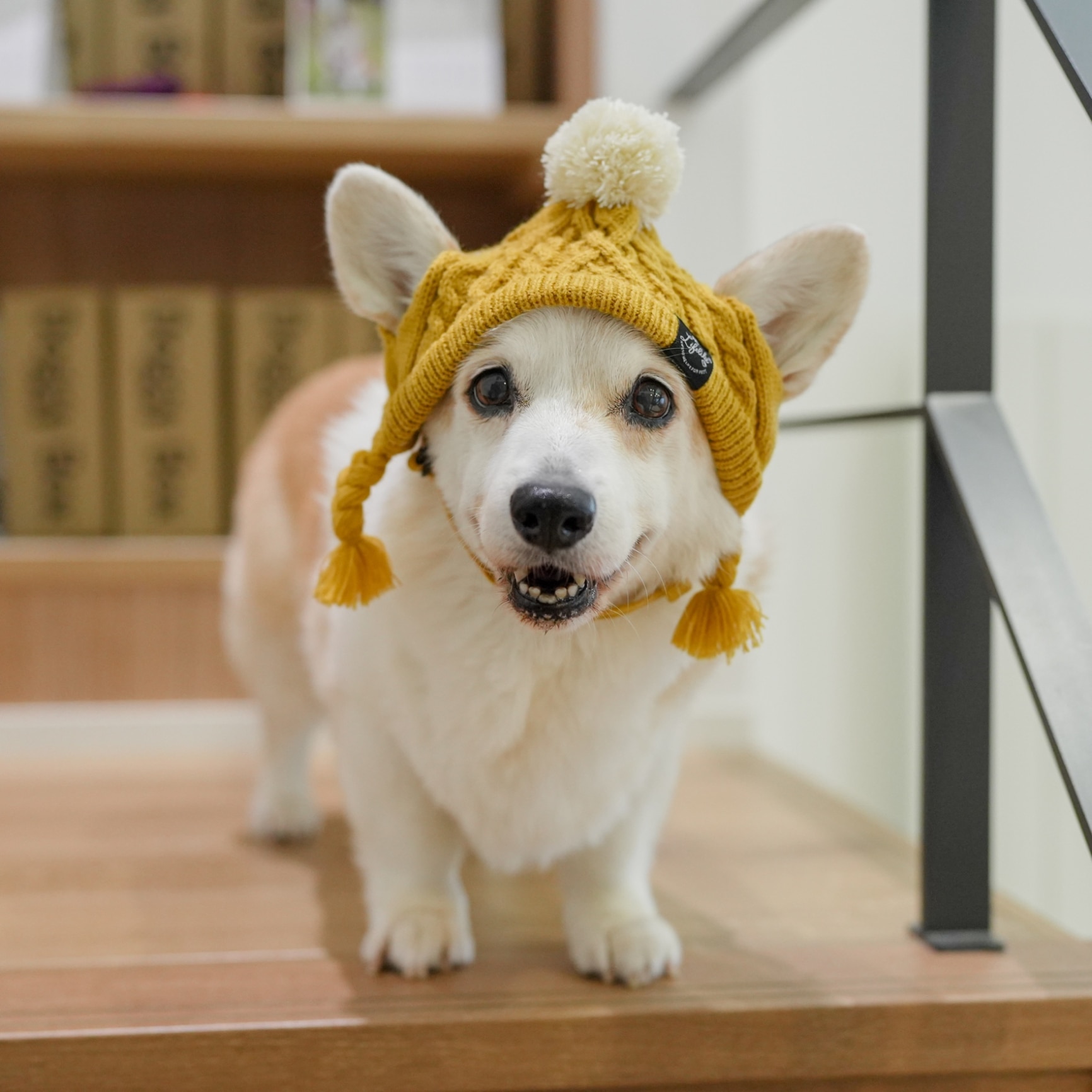 【アランニット帽M／マスタードのみ】犬 ニット キャップ ニット