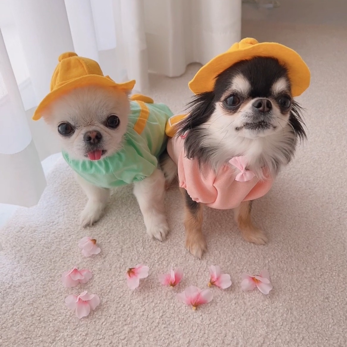メール便2点まで】犬服 AirBalloon! エアバルーン 国産 えあび幼稚園