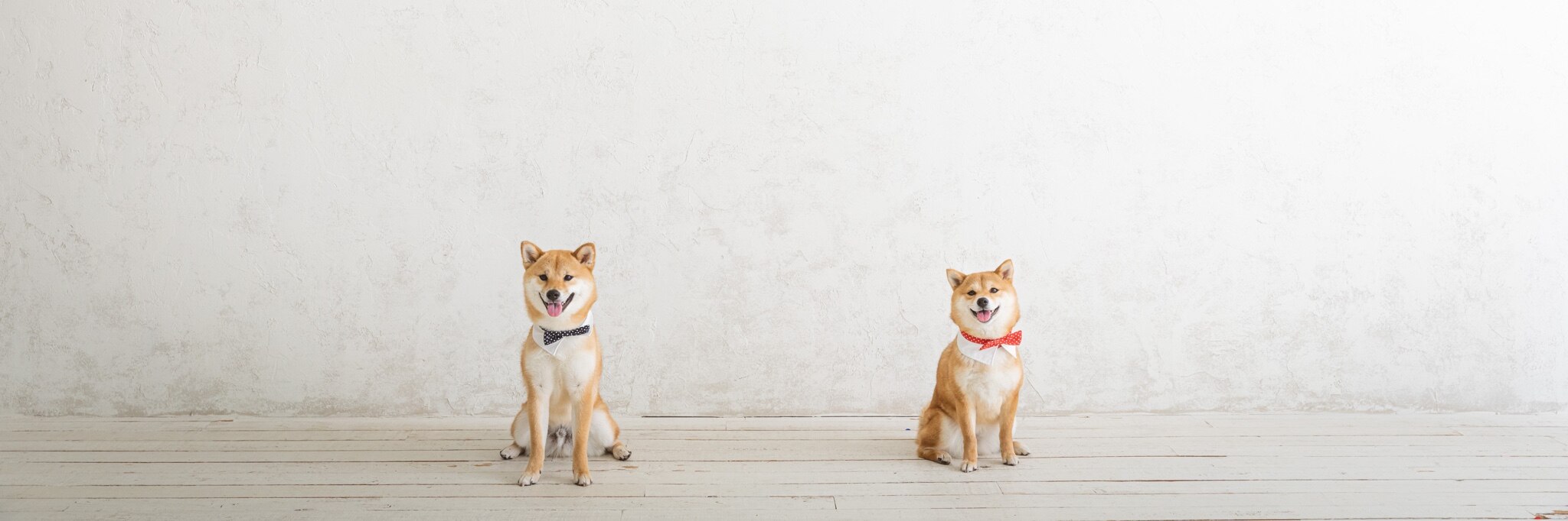 豆柴福ちゃん富くんの飼い主です のroom 欲しい に出会える