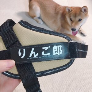 りんご 新築 2歳娘と柴犬のいる暮らし のroom 欲しい に出会える