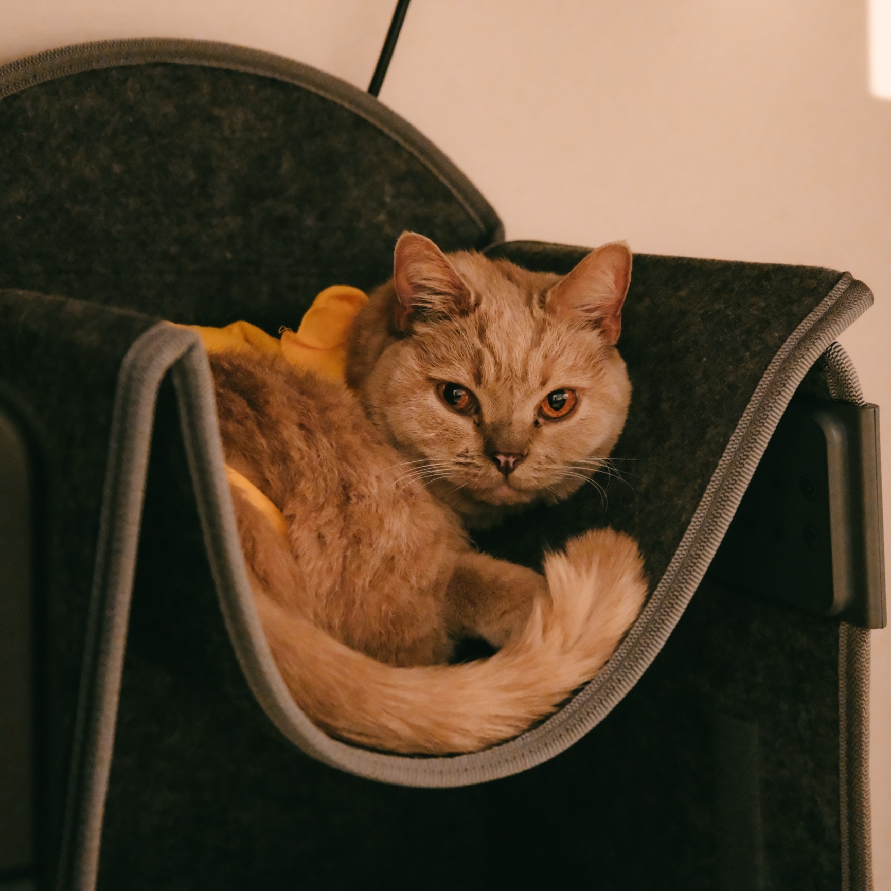 tomo のROOM - 欲しい! に出会える。