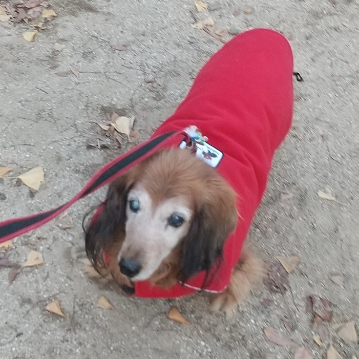 犬 服 フリース モコモコ もこもこ 犬服 いぬ 犬の服 アウター 袖なし