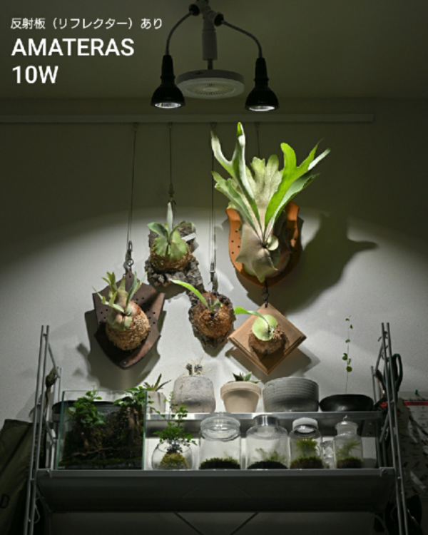 3年保証】BARREL公式 植物育成LEDライト【AMATERAS-10W（アマテラス 