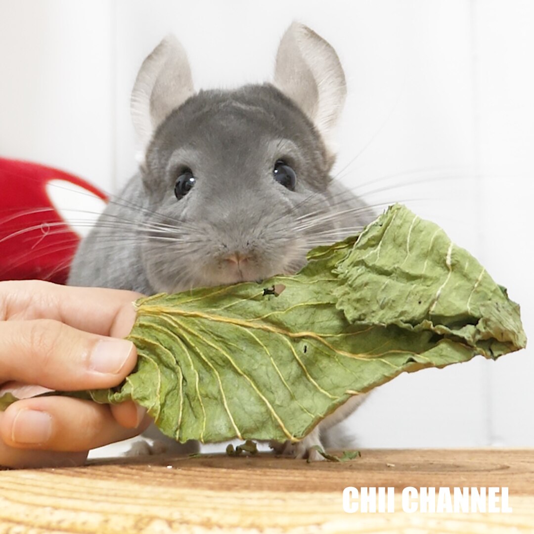 安心と信頼 小動物用乾燥リンゴ ドライ果物 おやつ チンチラ