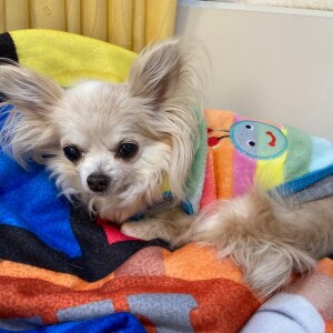 ジャックラッセルテリアのそうちゃんの日常のroom 欲しい に出会える ジャックラッセルテリアのそうちゃんの日常のroom 欲しい に出会える