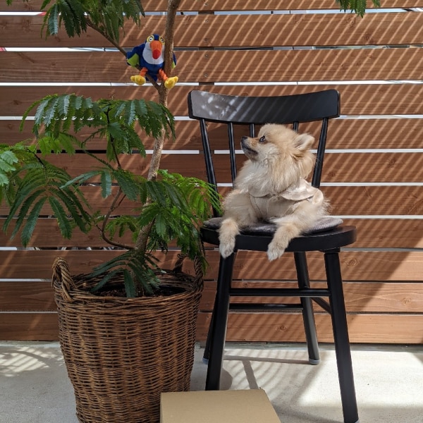 イケア　ノッラリード NORRARYD chair, black - IKEA CA