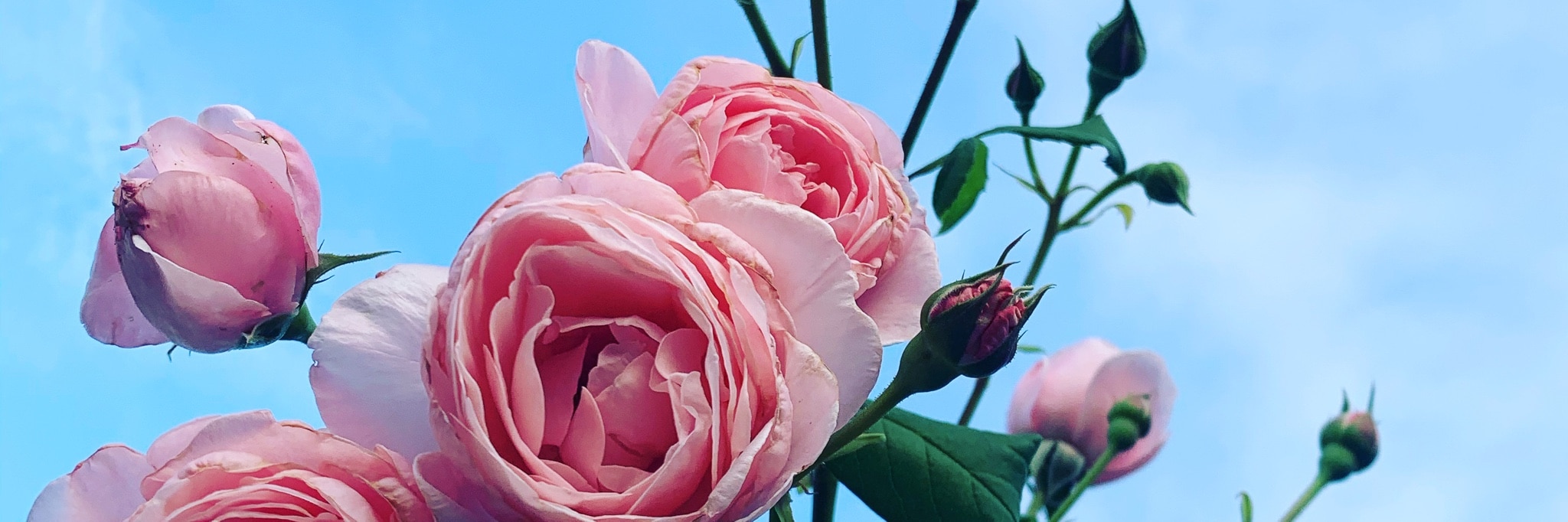 milky🌼🥕 のROOM - 欲しい! に出会える。