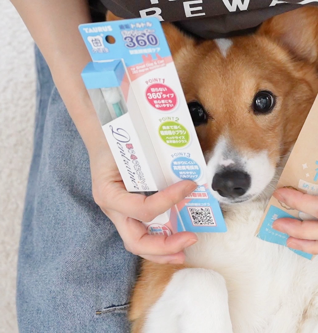 コーギー犬ノエさん のROOM - 欲しい! に出会える。