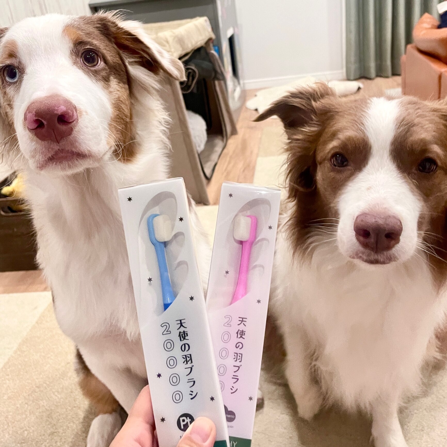 2個以上で送料無料】犬 歯ブラシ 小型犬 超小型犬 中型犬 大型犬 猫