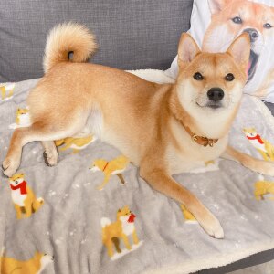 柴犬りんご郎 Family のroom 欲しい に出会える