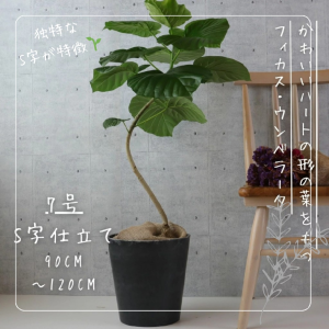 最高等級♥S字カーブ】フィカス アルテシマ 曲がり ゴムの木 最高等級♥S字カーブ】フィカス アルテシマ 曲がり ゴムの木