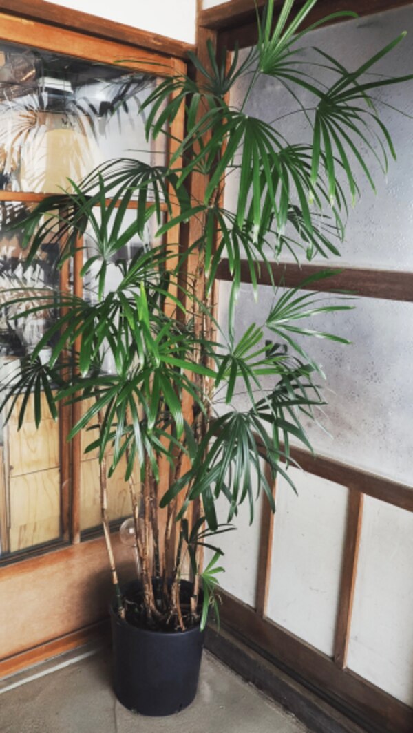 観葉植物 シュロチク 10号育てやすい 日陰OK 厄除け 風水 縁起物 和 