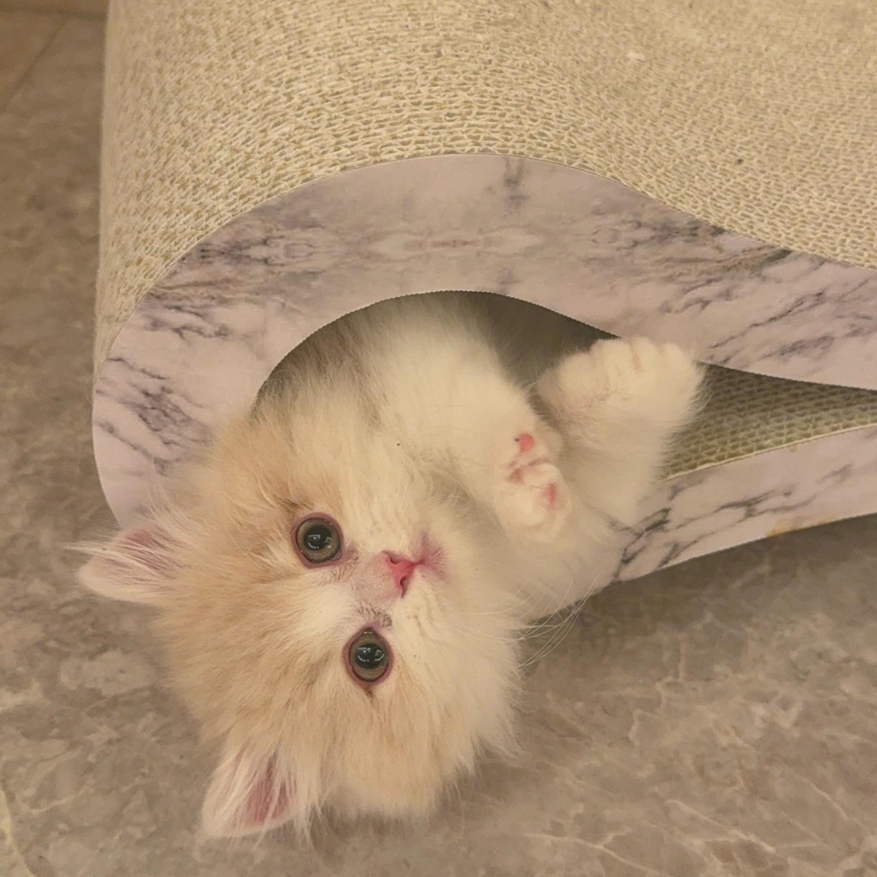 鈴木亜美のROOM - 欲しい! に出会える。