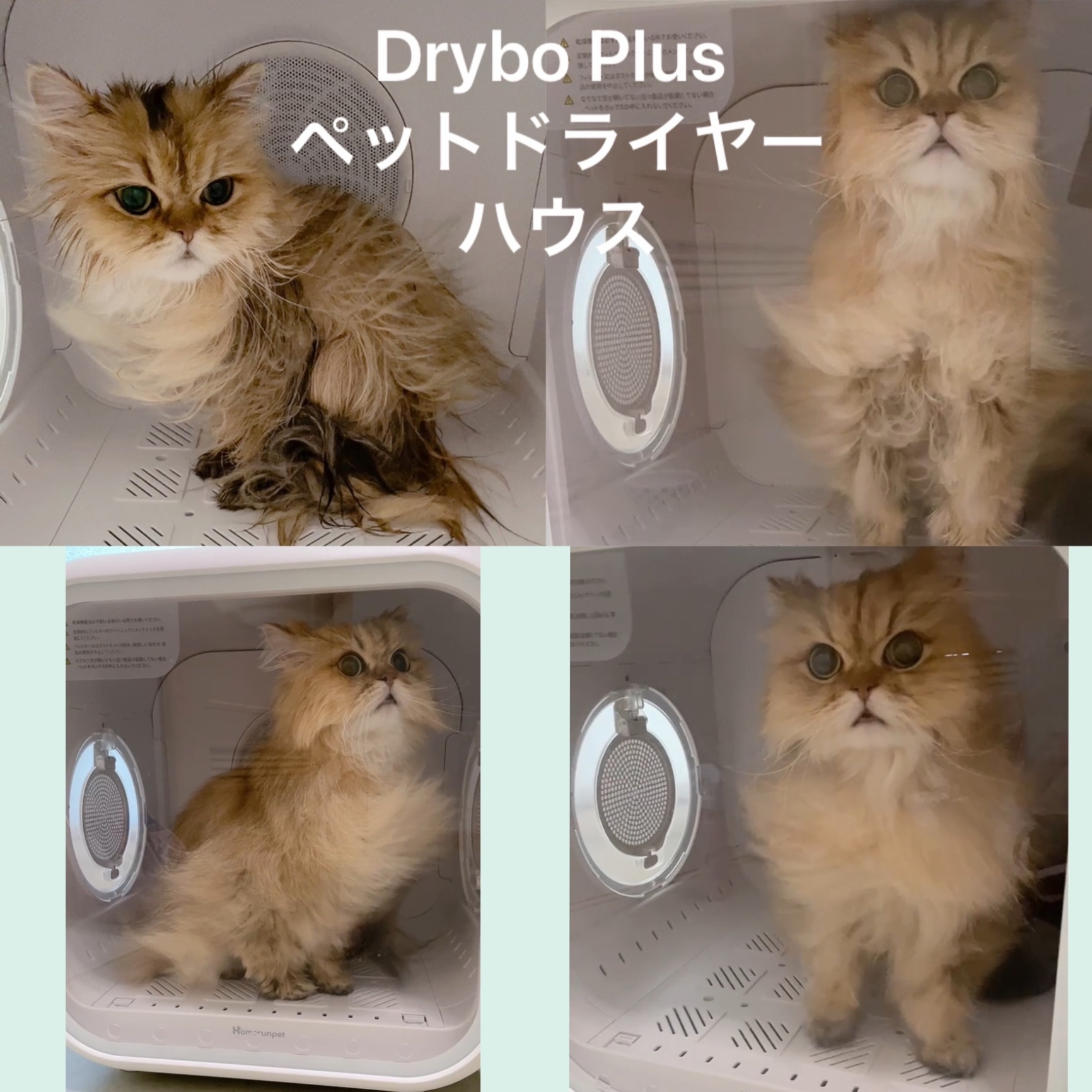 Drybo Plus ペットドライヤー ハウス PD50 自動 ペット乾燥箱 犬 猫