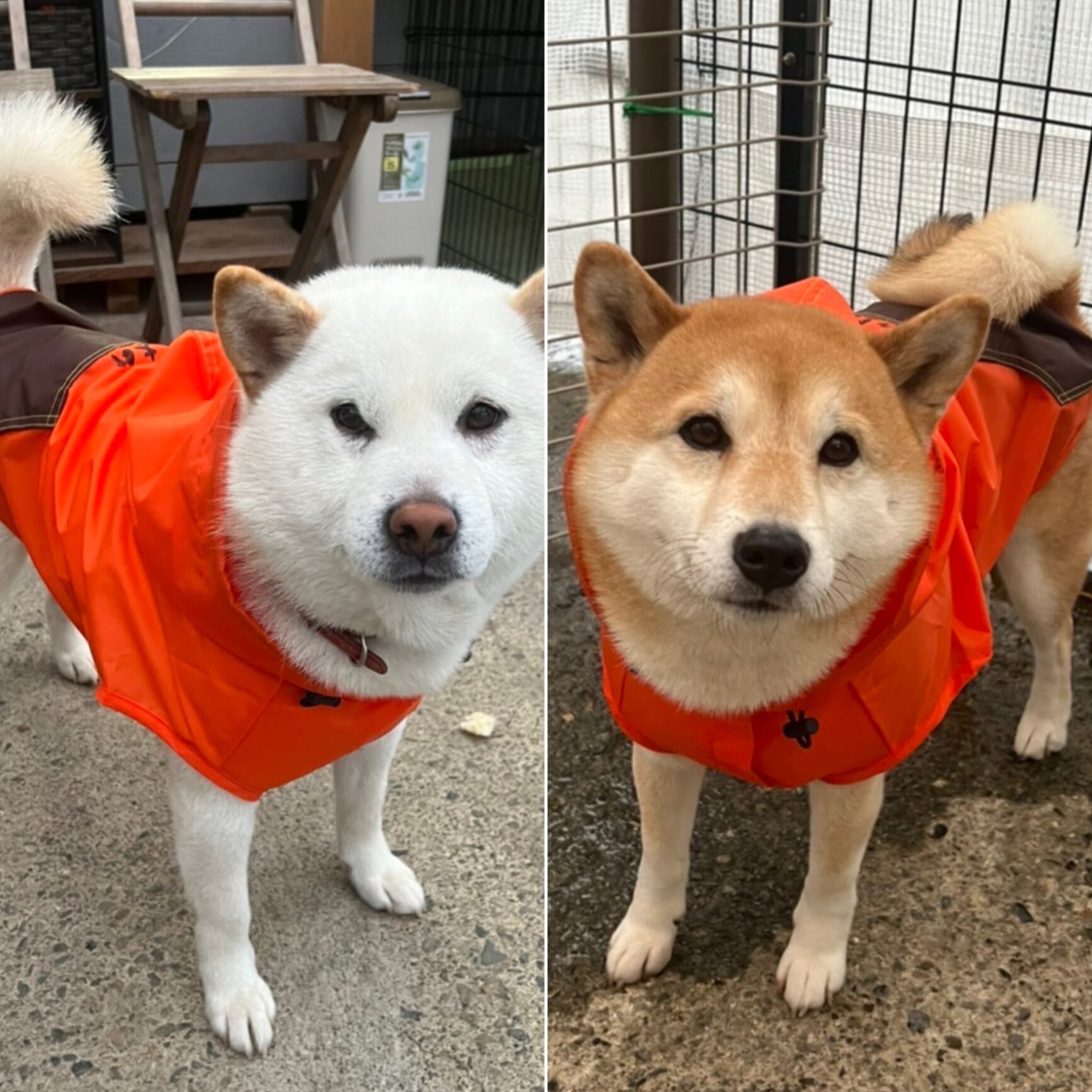 柴犬みかん園☆佐藤さん のROOM - 欲しい! に出会える。
