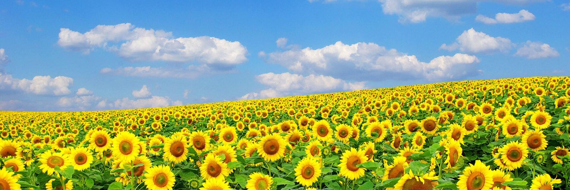 けだまちゃん コレ整理 編集中 𐬁 のroom 欲しい に出会える