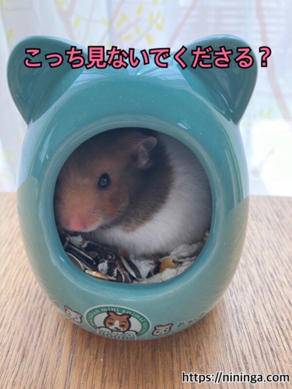 マルカン ゴールデンハムスターのおへや 陶器製 ハムスター ハウス 