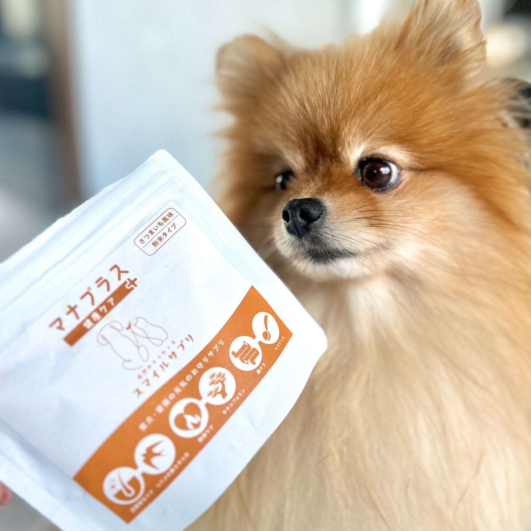 【最終値下げ】アロペシアGRプラス　犬用サプリメント 2025年最新】アロペシアGRの人気アイテム - メルカリ