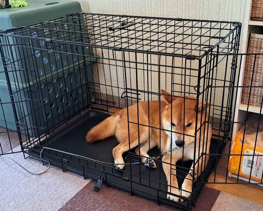 おかちゃん専用ページです ☆8/11(日)迄！10%OFFクーポン☆【送料無料】 ペット ケージ 犬