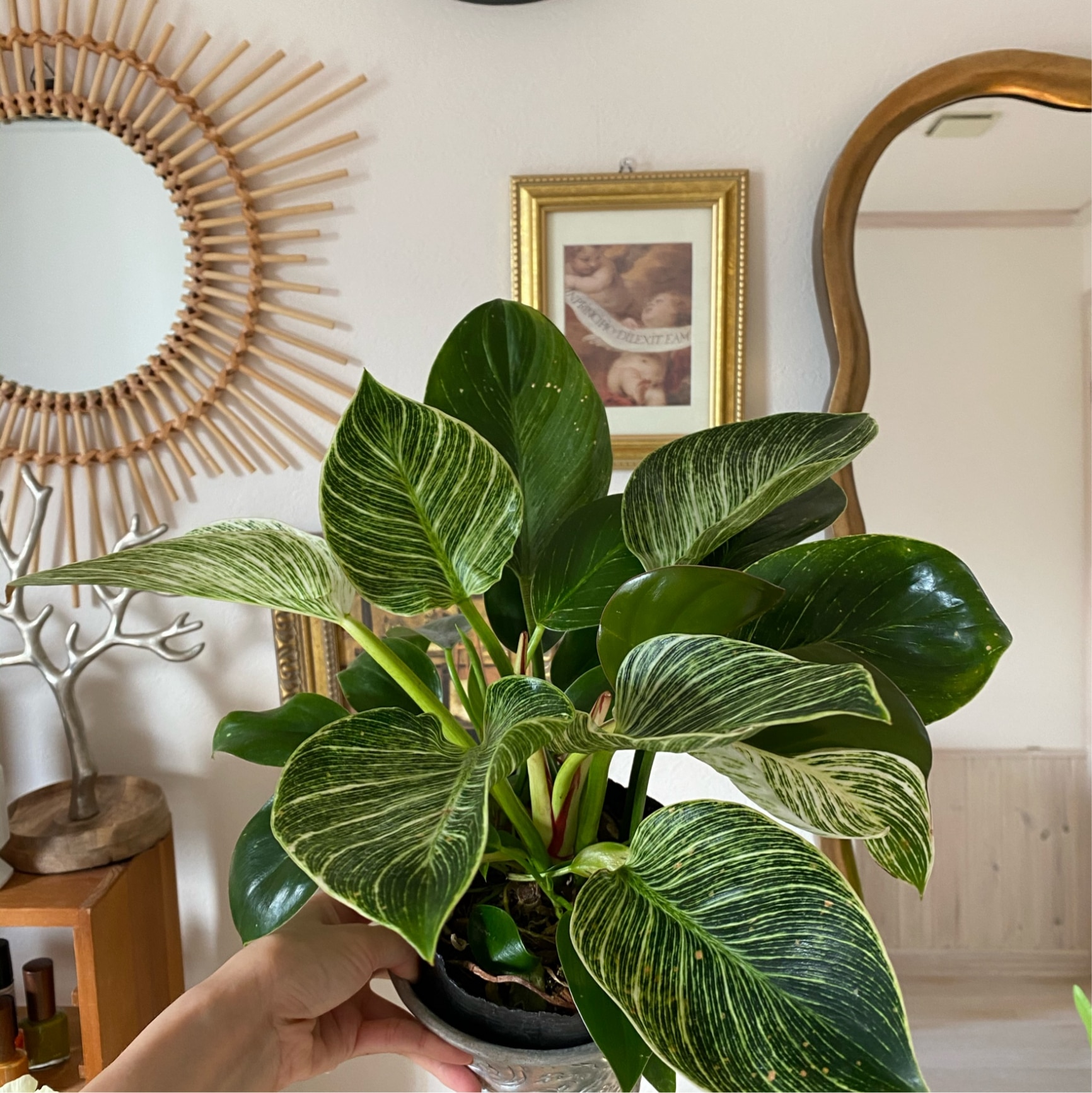 ❣️確認用でございます(o^^o) フィロデンドロン・旅人の木 観葉植物/（