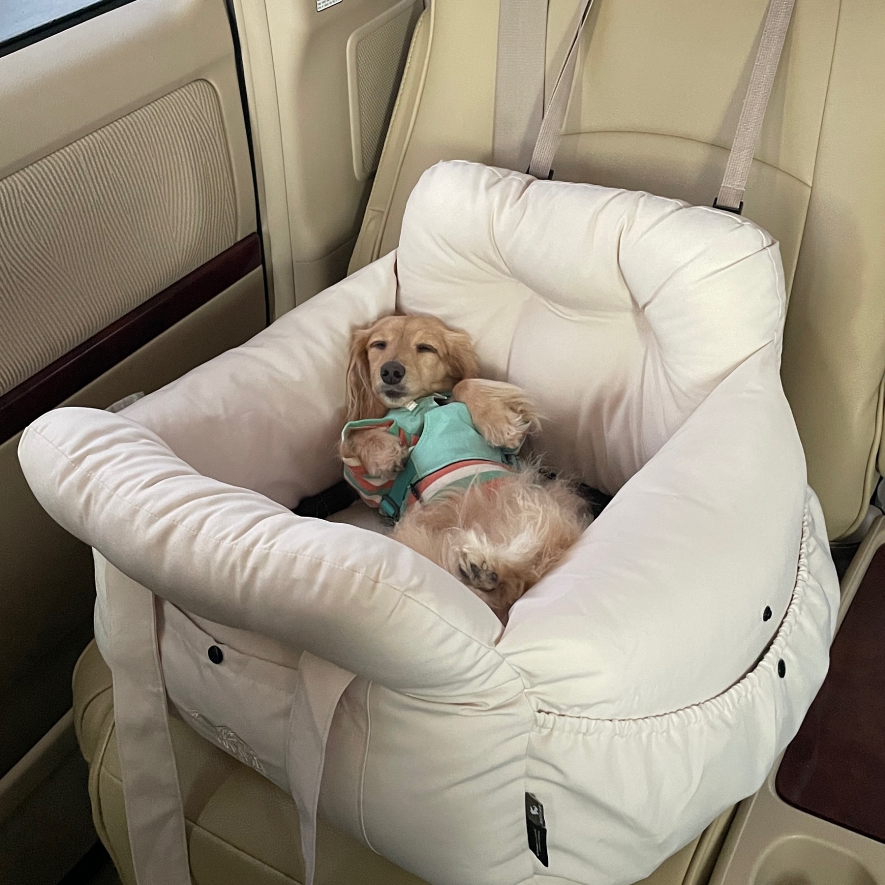 まとめ買い対象】【ご愛顧SALE】小型犬 犬用 ベッド 防災 洗える