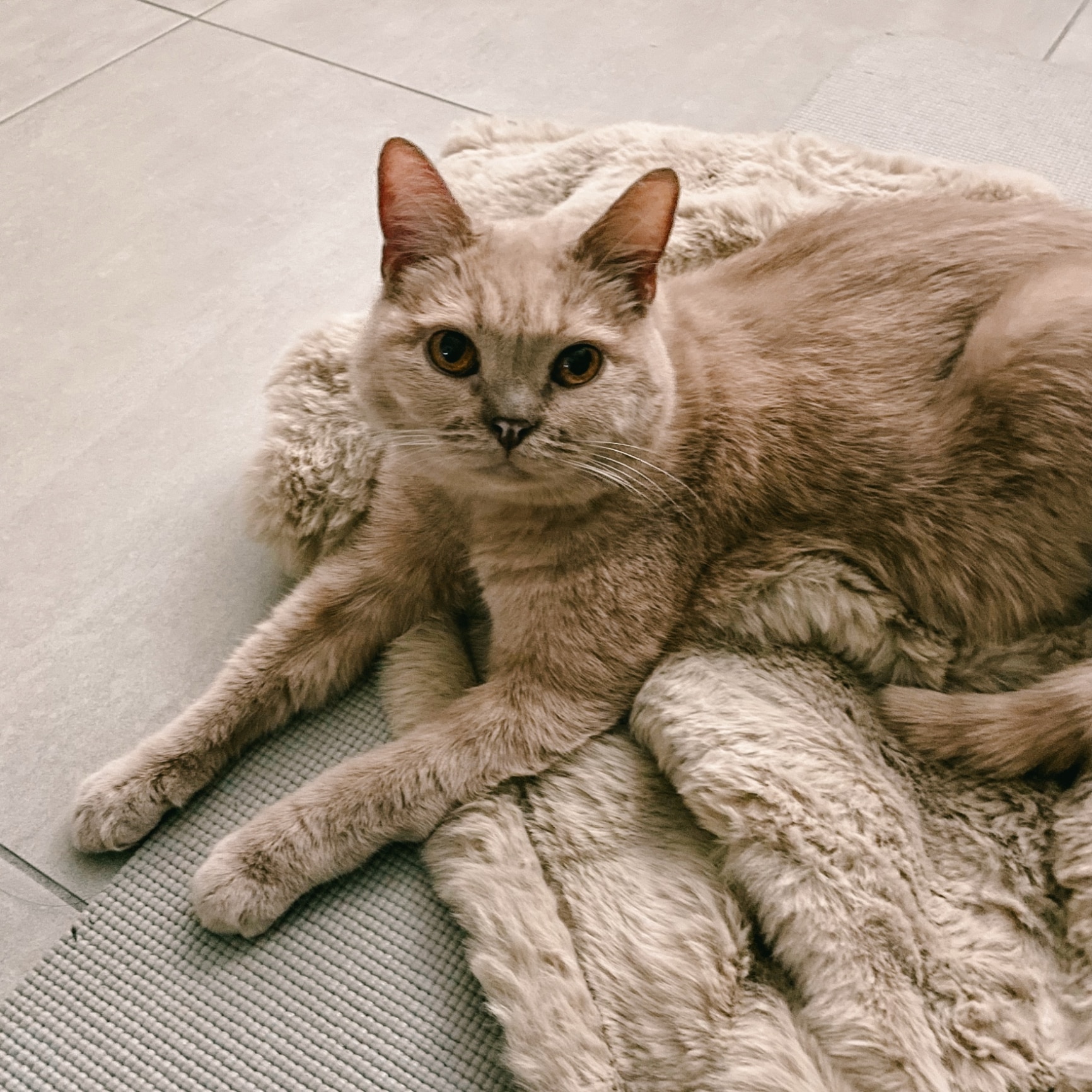 tomo のROOM - 欲しい! に出会える。