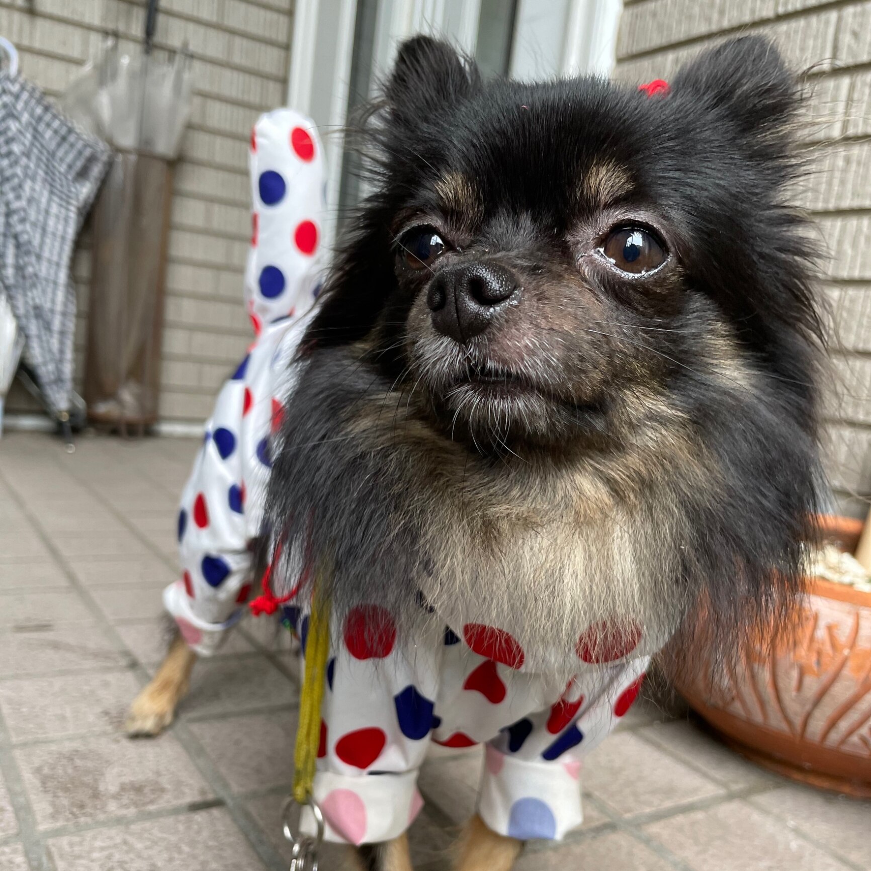 akoさま確認用☺︎わんこふく　犬服 akoさま確認用☺︎わんこふく犬服
