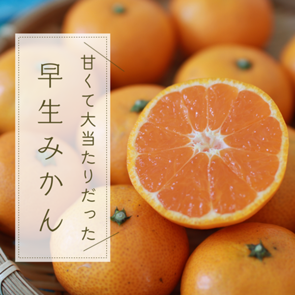 2箱購入で送料無料 3箱購入でおまけ増量！／2年連続楽天グルメ