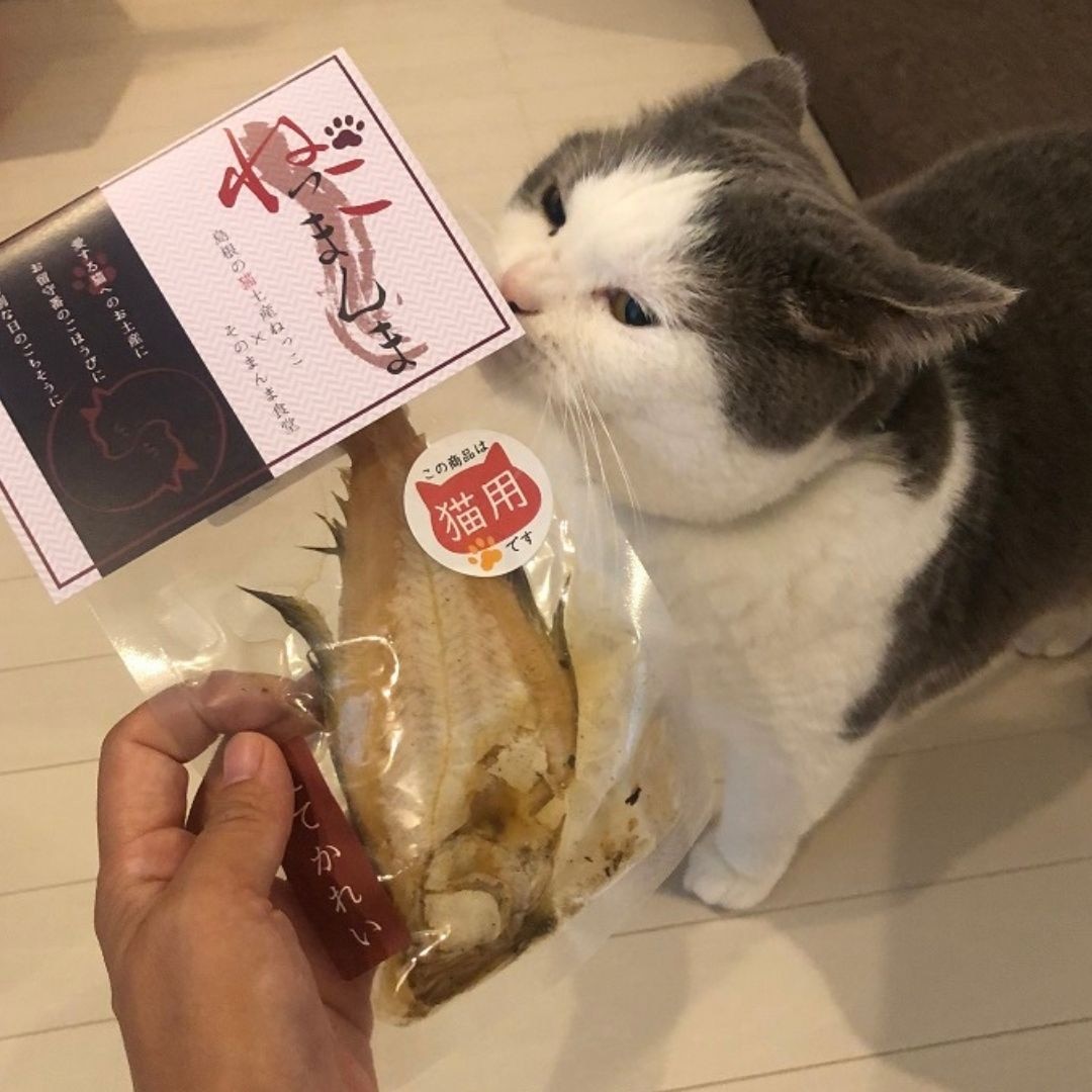 非対面販売 猫豆腐様お取り置き商品 | www.domelizeu.com.br