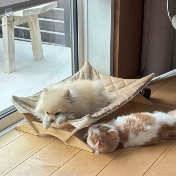 犬用ベッド 組立式 室内 屋外 キャンプbraaa ブラー [ ペット 