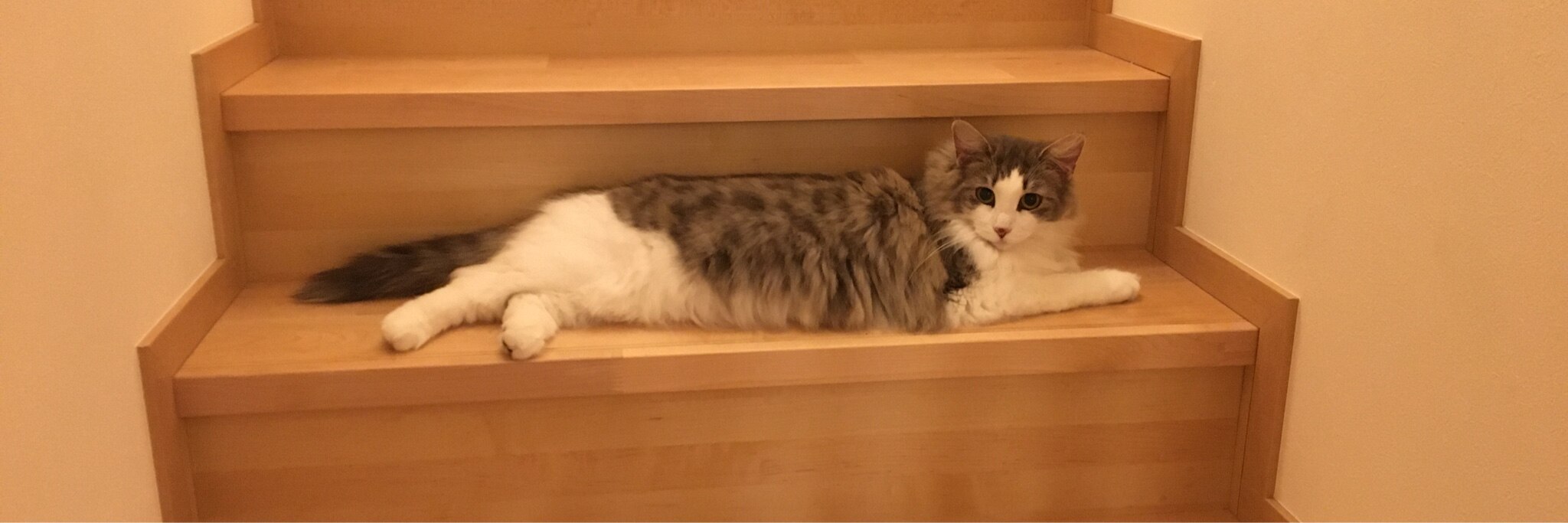 さやたんのroom 欲しい に出会える