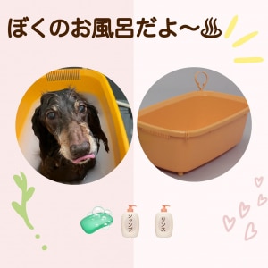 老犬のいる生活 のroom 欲しい に出会える 老犬のいる生活 のroom 欲しい に出会える